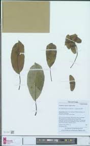 Image result for Terminalia superba