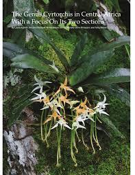 Image result for Cyrtorchis neglecta