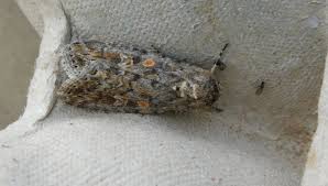 Image result for Bryotropha senectella