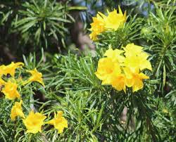 Image result for Cascabela thevetioides