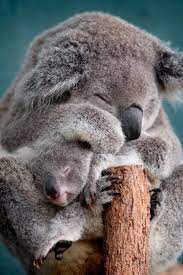 Cute Mother And Baby Animal Pics Babyanimal Babyanimalpics Mother And Baby Animals Baby Animals Pictures Cute Baby Animals