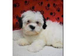 He loves attention and people, chewing on carpets, kissing his favorite cat. Maltese Shih Tzu Dog Male Black White 2076951 My Next Puppy
