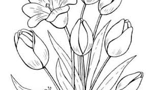 Jika jumlah matahari yang ia terima banyak, kelopak bunga mawar berwarna putih akan berubah menjadi merah terang dimulai dari pinggirannya. Lukisan Bunga Yang Mudah Dilukis