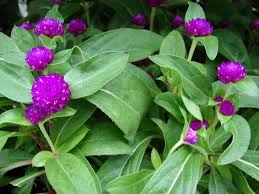 Image result for Gomphrena globosa