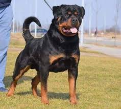 It is no secret that the alabama rottweilers is among the most popular and most well known of all the that person probably didn't just walk into the breeder's store and buy the first puppy they see. Giant Rottweiler Puppies For Sale Mississippi Rottweilers