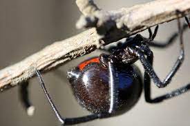 So if you ever find one lurking behind old papers in your basement, just remember one thing, run! The Black Widow Spider The Cold Hard Facts Owlcation
