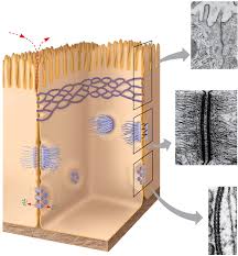 Tight junctions are typically found in the epithelial tissue that lines in. Animal Cells Do Not Have Plasmodesmata This Figure Chegg Com