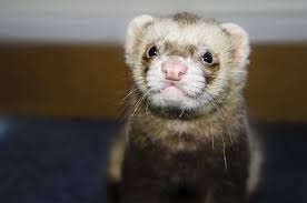Cost is surely one of them. Petco On Twitter Didyouknow A Baby Ferret S Adult Teeth Take About 45 To 50 Days To Emerge Https T Co Sp0mcajirl