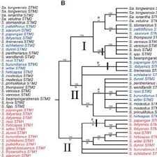 Image result for Streptocarpus hirticapsa