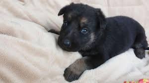 Our german shepherd kennels are located in southwest michigan and we offer shipping nation wide, and a delivery service within a 200 mile radius, that would include the chicago area, indianapolis. Purebred Akc Czech Import German Shepherd Puppies For Sale In Chandler Arizona Classified Americanlisted Com