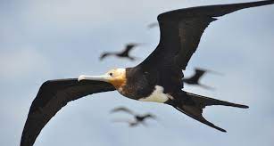 Frigate Birds Spend Months Without Landing Frigatebird Bird Species Birds Flying
