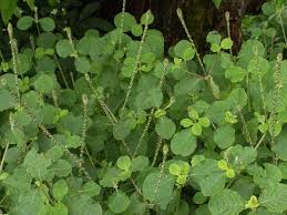 Image result for Achyranthes