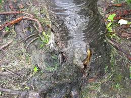 As you can tell, these two related trees share many of the. Gummosis Of Fruit Trees