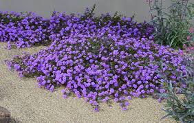 Ramblings From A Desert Garden Curing The Garden Blahs With Color Plants Planting Flowers Desert Garden