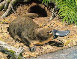 Platypus Facts The Platypoda Are A Suborder Of The Monotremes It Includes 3 Families But Its Only Living Specie Ornitorrinco Animales Australianos Mamiferos