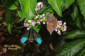 Image result for Alafia orientalis