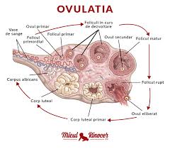 Perioadele menstruale se vor regla mai devreme cand nu va hraniti copilul la fel de mult la san. Calculator Ovulatie Online