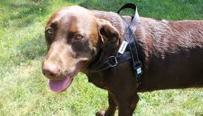 When learning how to put on a dog harness, the easiest thing to do is just lie the harness flat on the ground like you see in the below photo. How To Put On A Dog Harness And Ensure A Proper Fit Different Types