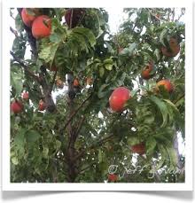 Get the best of the web with zapmeta. Pruning And Caring For Fruit Trees