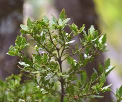 Image result for Phyllocladus trichomanoides