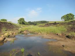 Image result for Zornia punctatissima