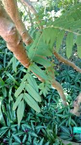 Image result for Sophora velutina