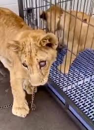 Great sites have exotic pet stores near me are listed here. How Instagram Celebrities Promote Dubai S Underground Animal Trade Bellingcat