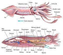 1 perbedaan cumi dan sotong. Apakah Cumi Cumi Pernah Kehabisan Tinta Quora
