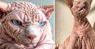 The sphynx cat is an immediately recognizably breed of feline owing to its total lack of fur coat. This Wrinkly Sphynx Cat Resembles A Brain But Has A Great Personality Littlethings Com