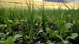 The only weeds that are still alive are the taller ones that. Best Time To Plant A Food Plot Whitetail Habitat Solutions