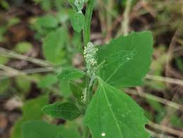 Image result for Chenopodium opulifolium