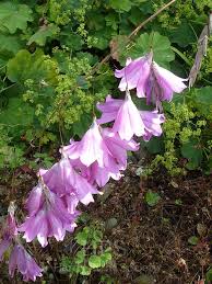 Image result for Gladiolus ecklonii