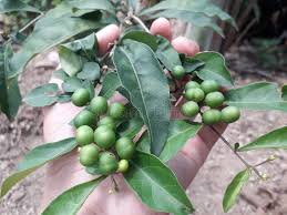 Image result for Acacia nilotica