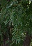 Image result for Acacia amythethophylla