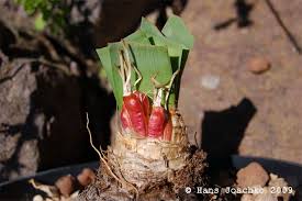 Image result for Ammocharis tinneana