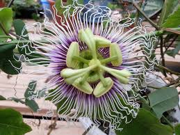 Image result for Passiflora edulis