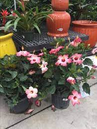 (alocacia and colocasia) nothing quite surpasses the impressive size of elephant ears, the giants of the tropical garden. 13 Tropical Flowering Plants For Patio Ideas Plants Patio Plants Planting Flowers