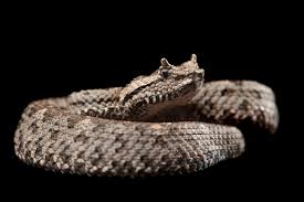 Image result for Pycreus melas