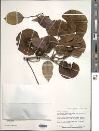Image result for Pterocarpus tinctorius