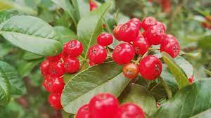 Maybe you would like to learn more about one of these? 10 Tasty Wild Berries To Try And 8 Poisonous Ones To Avoid