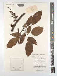 Image result for Agelaea