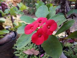 We did not find results for: Wednesdayred Bunga Eforbia Bunga Delapan Dewa Euphorbia Milii Ch Des Moulins Steemit