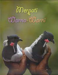 Apakah jamu merpati digunakan untuk merpati? Cara Melatih Burung Merpati Getakan Agar Bisa Terbang Tinggi Dan Tahan Lama Burung Merpati