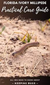 Florida Ivory Millipede A Practical Care Guide In 2021 Millipede Care Ivory