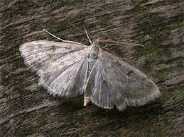 Image result for Anania perlucidalis