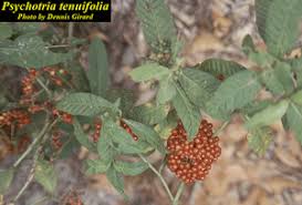 Image result for Psychotria articulata