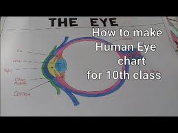 Structure Of Human Eye 10th Class Science Eye Chart Model How To Draw Human Eye Step By Step