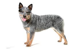 100% no advertising of puppies for sale!!! Motto Handflade Okklusion Australian Cattle Dog Storste Dokumentarfilm Tegnebog