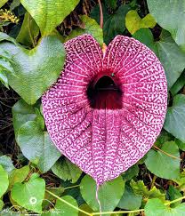 Image result for Aristolochia