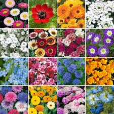 Rawing in lots of hummingbirds, carpenter bees, and butterflies! Wild Flower Premium Seed Mix No Grass Meadow Bees Butterfly 100 Flowers Ebay